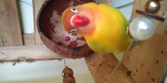 Adquiro AGAPORNIS FISCHER E MUTAÇÕES