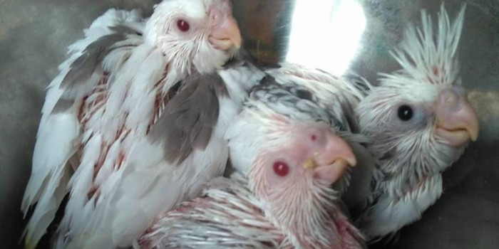 Disponível CALOPSITA