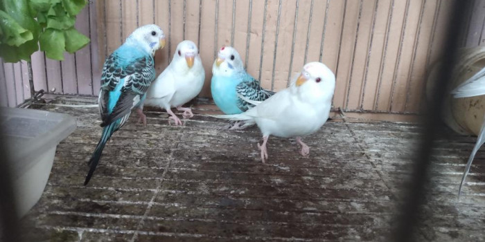 Disponível PERIQUITO AUSTRALIANO