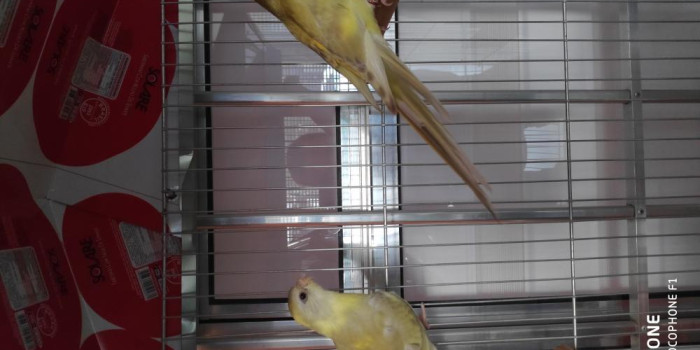 Disponível RED RUMPED E MUTAÇÕES