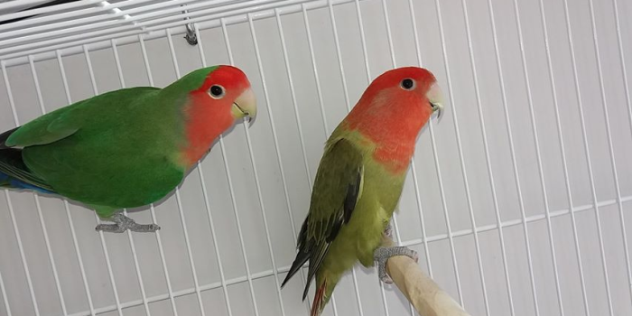 Disponível AGAPORNIS ROSEICOLLIS E MUTAÇÕES