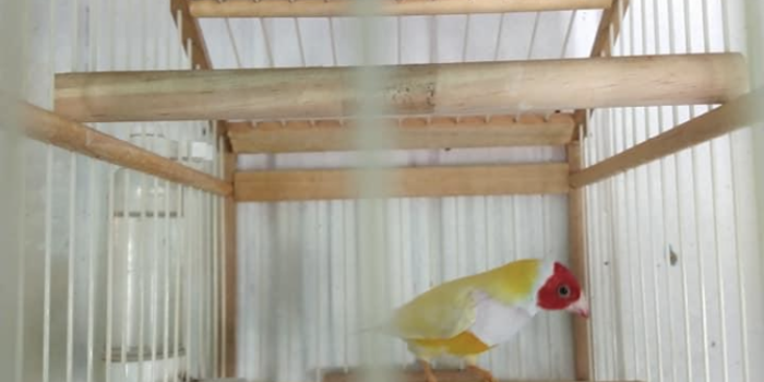 Adquiro DIAMANTE GOULD