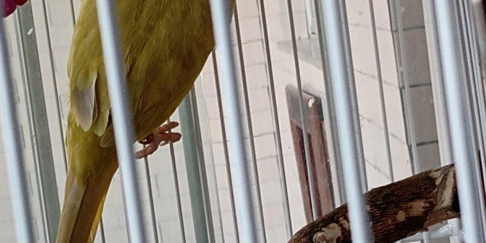 Disponível RINGNECK E MUTAÇÕES