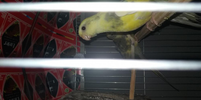 Disponível RED RUMPED E MUTAÇÕES