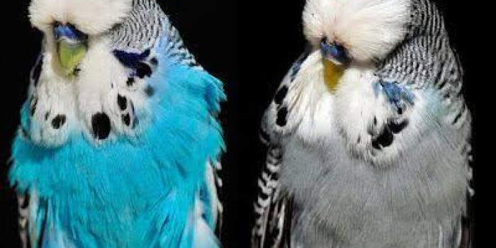 Adquiro PERIQUITO AUSTRALIANO PADRÃO INGLÊS