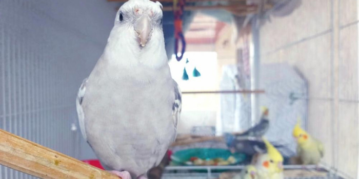 Disponível CALOPSITA