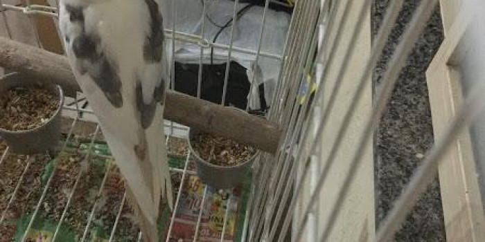 Disponível CALOPSITA