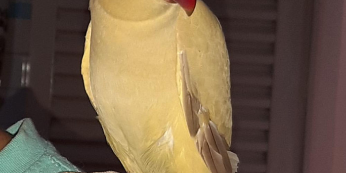 Disponível RINGNECK E MUTAÇÕES