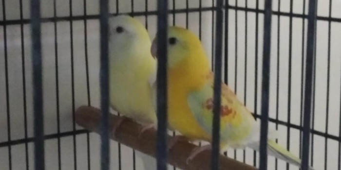 Disponível RED RUMPED E MUTAÇÕES