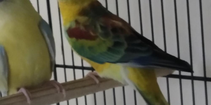 Disponível RED RUMPED E MUTAÇÕES