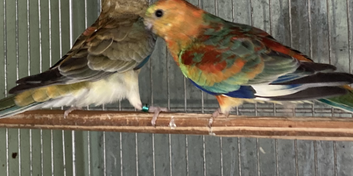 Disponível RED RUMPED E MUTAÇÕES