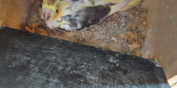 Disponível CALOPSITA