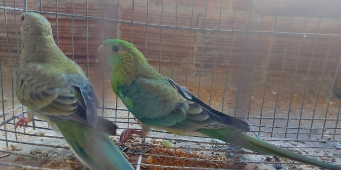 Disponível RED RUMPED E MUTAÇÕES