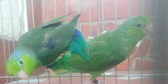 Disponível FORPUS CELESTE E MUTAÇÕES