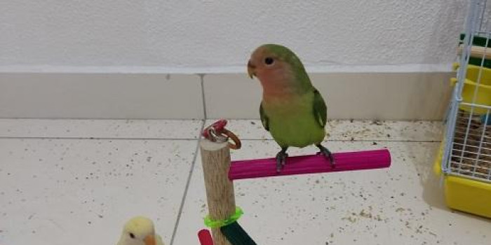 Disponível AGAPORNIS ROSEICOLLIS E MUTAÇÕES