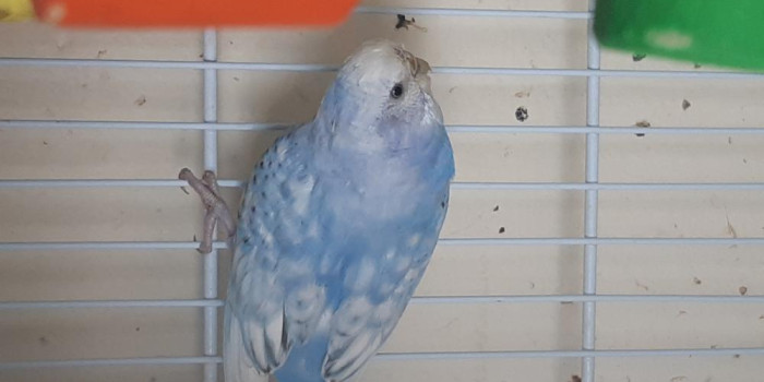 Disponível PERIQUITO AUSTRALIANO