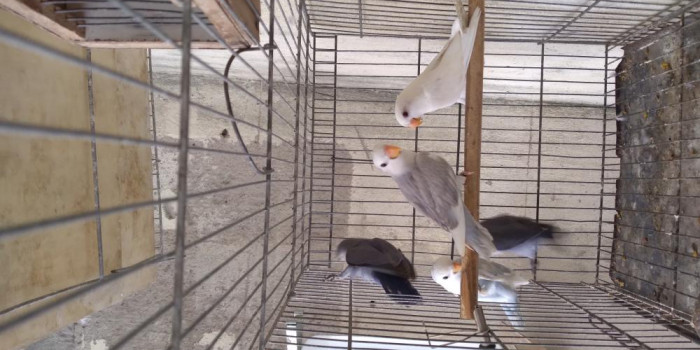 Disponível AGAPORNIS ROSEICOLLIS E MUTAÇÕES