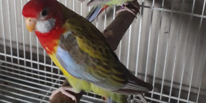 Disponível ROSELA EXIMIUS E MUTAÇÕES