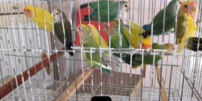Disponível AGAPORNIS ROSEICOLLIS E MUTAÇÕES
