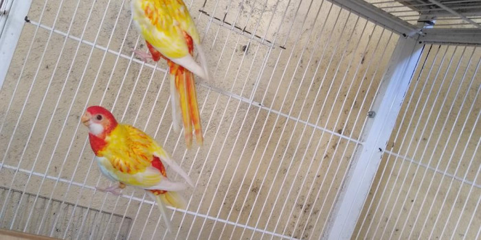 Disponível ROSELA EXIMIUS E MUTAÇÕES