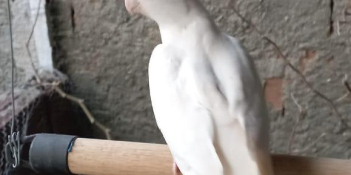 Disponível CALOPSITA