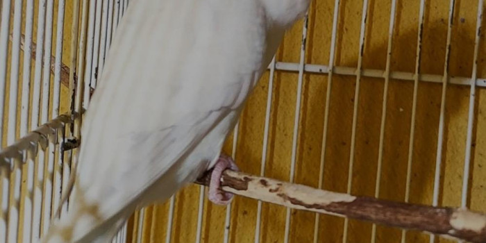 Disponível PERIQUITO AUSTRALIANO
