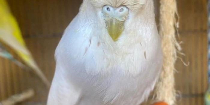 Disponível PERIQUITO AUSTRALIANO PADRÃO INGLÊS