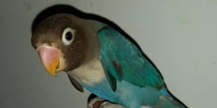 Disponível AGAPORNIS PERSONATA E MUTAÇÕES