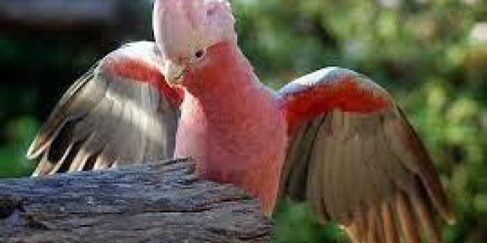 Adquiro CACATUA GALAH
