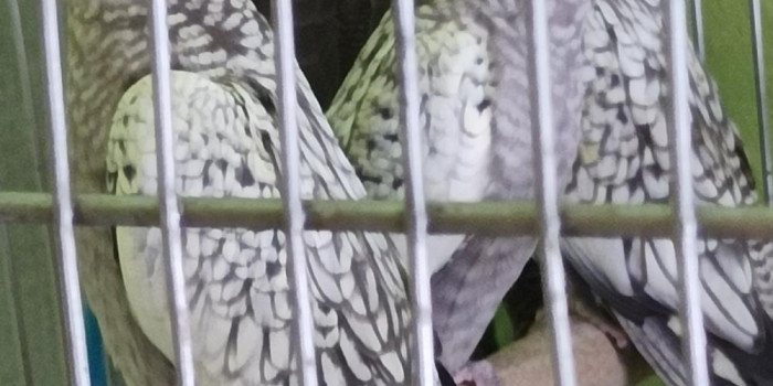 Disponível CALOPSITA