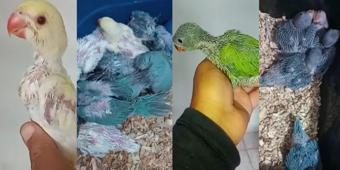 Disponível RINGNECK E MUTAÇÕES