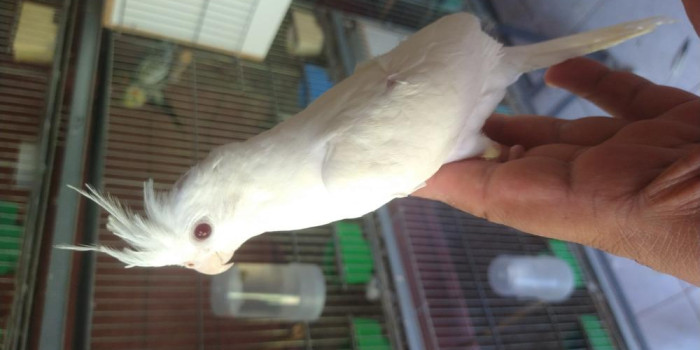 Disponível CALOPSITA