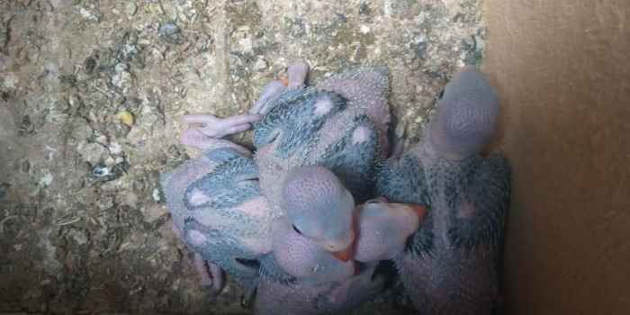 Disponível RINGNECK E MUTAÇÕES