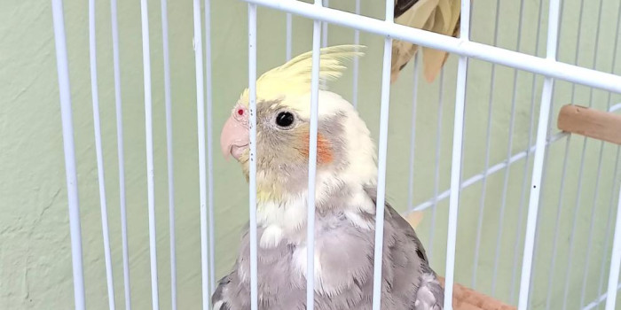 Disponível CALOPSITA