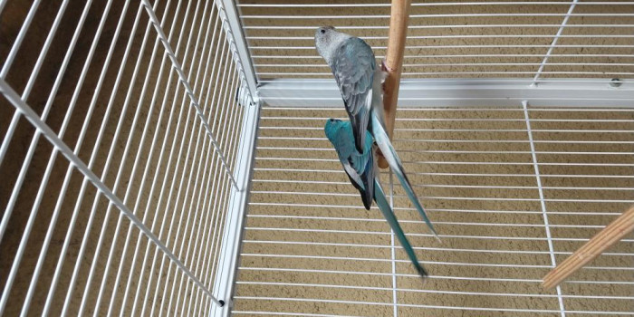 Disponível RED RUMPED E MUTAÇÕES