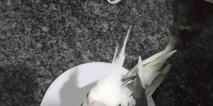 Disponível CALOPSITA