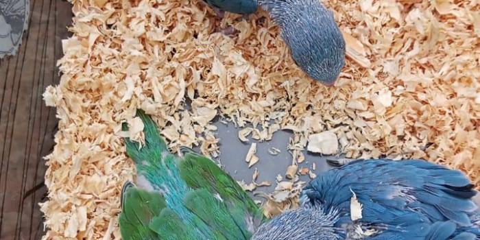 Disponível RINGNECK E MUTAÇÕES