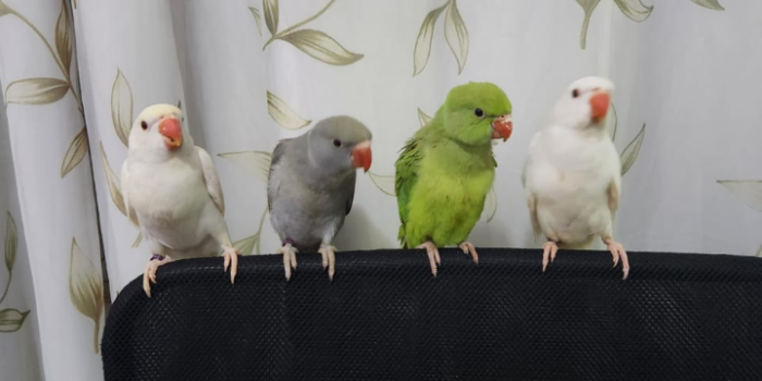 Disponível RINGNECK E MUTAÇÕES