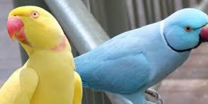 Disponível RINGNECK E MUTAÇÕES