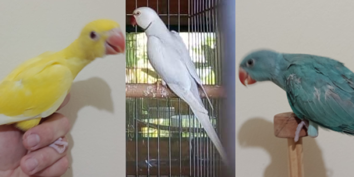Disponível RINGNECK E MUTAÇÕES