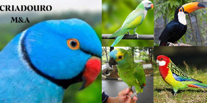 Disponível ROSELA EXIMIUS E MUTAÇÕES