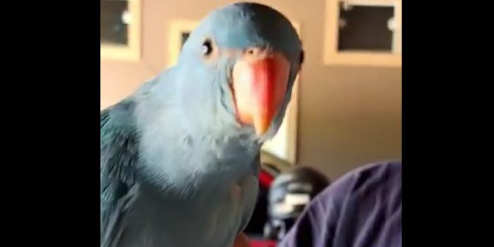 Disponível RINGNECK E MUTAÇÕES