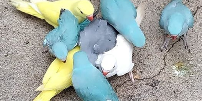 Disponível RINGNECK E MUTAÇÕES