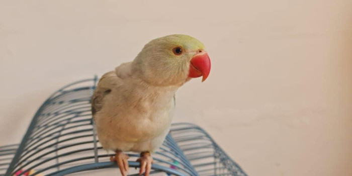 Disponível RINGNECK E MUTAÇÕES