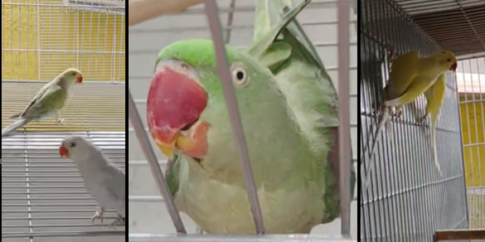 Disponível RINGNECK E MUTAÇÕES