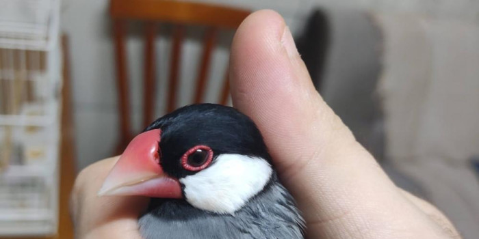 Disponível CALAFATE DO TIMOR