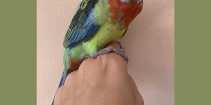 Disponível ROSELA ADSCITUS E MUTAÇÕES