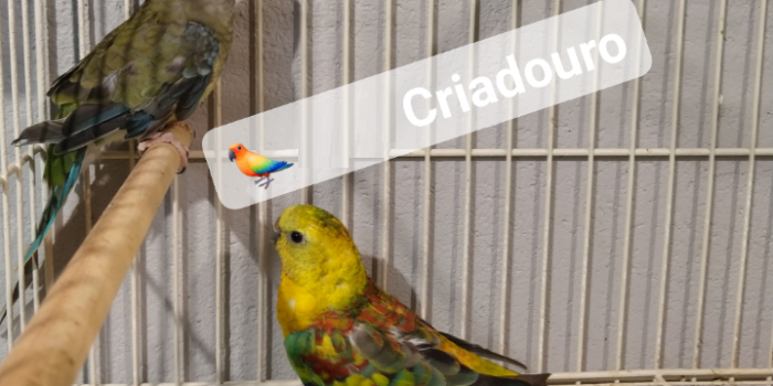 Disponível RED RUMPED E MUTAÇÕES