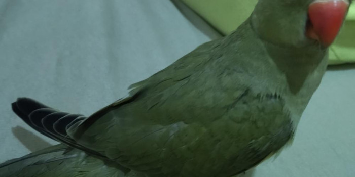 Disponível RINGNECK E MUTAÇÕES