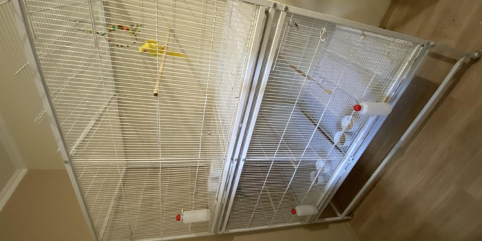 Disponível RINGNECK E MUTAÇÕES